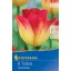Blumenzwiebel Tulip Suncatcher 8 Stück Kiepenkerl