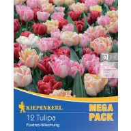   Blumenzwiebel Tulpe Foxtrot-Mix Mega Pack 12 Stück Kiepenkerl
