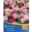 Blumenzwiebel Tulpe Foxtrot-Mix Mega Pack 12 Stück Kiepenkerl