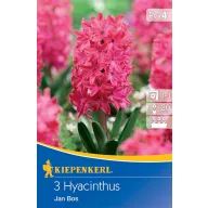 Blumenzwiebel Jácint Jan Bos 3 Stück Kiepenkerl