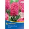 Blumenzwiebel Jácint Jan Bos 3 Stück Kiepenkerl