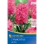 Blumenzwiebel Jácint Jan Bos 3 Stück Kiepenkerl