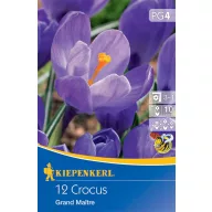   Blumenzwiebel Großblumige Kokosnuss Grand Maitre/Blau 12 Stück Kiepenkerll