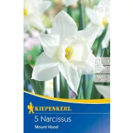   Blumenzwiebel Trompetenblume Narzisse Mount Hood 5 Stück Kiepenkerl