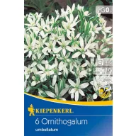   Blumenzwiebel Doldenblütige Vogelmilch (Ornithogalum) 6 Stück Kiepenkerl