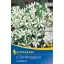Blumenzwiebel Doldenblütige Vogelmilch (Ornithogalum) 6 Stück Kiepenkerl
