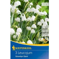   Blumenzwiebeln Zwiebel Erbse Gravetye Giant 3 Stück Kiepenkerl