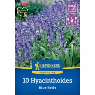   Blumenzwiebel Englische Blauglocke Blue Bell 7 Stück Kiepenkerl