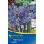 Zwiebel Prairie Garden (Camassia) 7 Stück Kiepenkerl