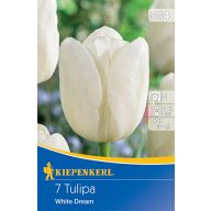Blumenzwiebel Tulpe White Dream 7 Stück Kiepenkerl