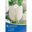 Blumenzwiebel Tulpe White Dream 7 Stück Kiepenkerl