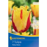 Zwiebel Tulpe Party Clown 7 Zwiebeln Kiepenkerl