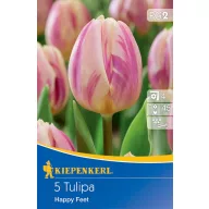Blumenzwiebel Tulpe Happy Feet 5 Stück Kiepenkerl