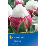 Blumenzwiebel Tulpeneis 3 Stück Kiepenkerl