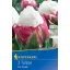 Blumenzwiebel Tulpeneis 3 Stück Kiepenkerl