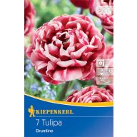 Zwiebel Tulpe mit voller Blüte Drumline 7 Stück Kiepenkerl