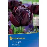 Blumenzwiebel Tulpe Black Hero 7 Stück Kiepenkerl