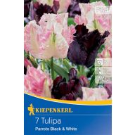   Blumenzwiebel Tulpen-Duo Papageien Schwarz und Weiß 7 Stück Kiepenkerl