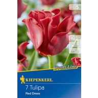 Blumenzwiebel Tulpe Rot Kleid 7 Stück Kiepenkerl