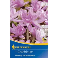 Zwiebel-Sternmiere (Colchicum) Seerose 1 St. Kiepenkerl