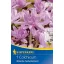 Zwiebel-Sternmiere (Colchicum) Seerose 1 St. Kiepenkerl