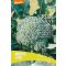 Brokkoli Bio Limba Pure Saatgut ca. 50 Samen