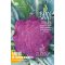 Violetter Blumenkohl Bio Di Sicillia violetto Reines Saatgut ca. 50 Samen