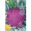 Violetter Blumenkohl Bio Di Sicillia violetto Reines Saatgut ca. 50 Samen