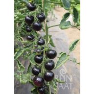 Tomate schwarz Bio Indigo Rose Rein Saatgut ca. 20 Samen