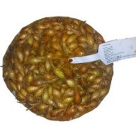 Zwiebeln Makói 10 kg