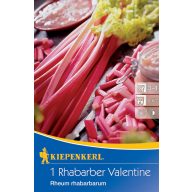 Rhabarber Valentine Kiepenkerl 1 Pflanze