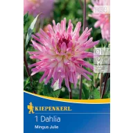Blumenzwiebel Dahlia Mingus Julie Kiepenkerl 1 Stück
