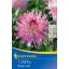 Blumenzwiebel Dahlia Mingus Julie Kiepenkerl 1 Stück