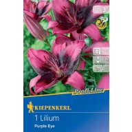 Blumenzwiebel Lilie Purple Eye Kiepenkerl 1 Stück