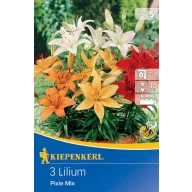 Zwiebellilie Farbmix Pixie Mix Kiepenkerl 3 Stück