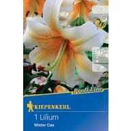 Blumenzwiebel Lilie Mister Cas Kiepenkerl 1 Stück