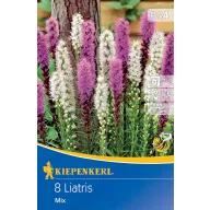 Blumenzwiebel Ornamental (Liatris) Mix Kiepenkerl 8 Stück