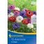 Blumenzwiebel Anemone St. Brigid Kiepenkerl 15 Stück