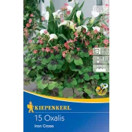   Blumenzwiebel Vierblättrige Oxalis (Oxalis) Eisernes Kreuz Kiepenkerl 15 Stück
