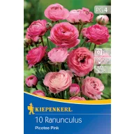 Zwiebeln Butterblume Picotee Rosa Kiepenkerl 10 Stück