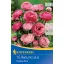 Zwiebeln Butterblume Picotee Rosa Kiepenkerl 10 Stück