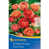 Zwiebeln Butterblume Picotee Orange Kiepenkerl 10 Stück
