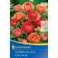 Zwiebeln Butterblume Picotee Orange Kiepenkerl 10 Stück