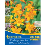   Blumenzwiebeln Nützliche Insekten Garten Kiepenkerl 20 Stück