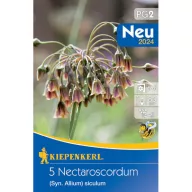   Blumenzwiebel Sizilianischer Honigknoblauch (Nectaroscordum) 5 Stück Kiepenkerl