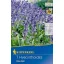 Blumenzwiebeln Blue Bell Blue Bell 7 Stück Kiepenkerl