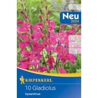   Zwiebel Winterharte Schwertblume (Gladiolus comm.ssp.byzantinus) 10 Stück Kiepenkerl