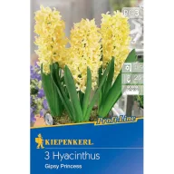 Blumenzwiebeln Jasmine Gipsy Princess Kiepenkerl 3 Stück