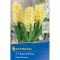 Blumenzwiebeln Jasmine Gipsy Princess Kiepenkerl 3 Stück