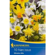   Blumenzwiebeln Narzisse Miniaturmischung (Steingartenmischung) Kiepenkerl 10 Stück